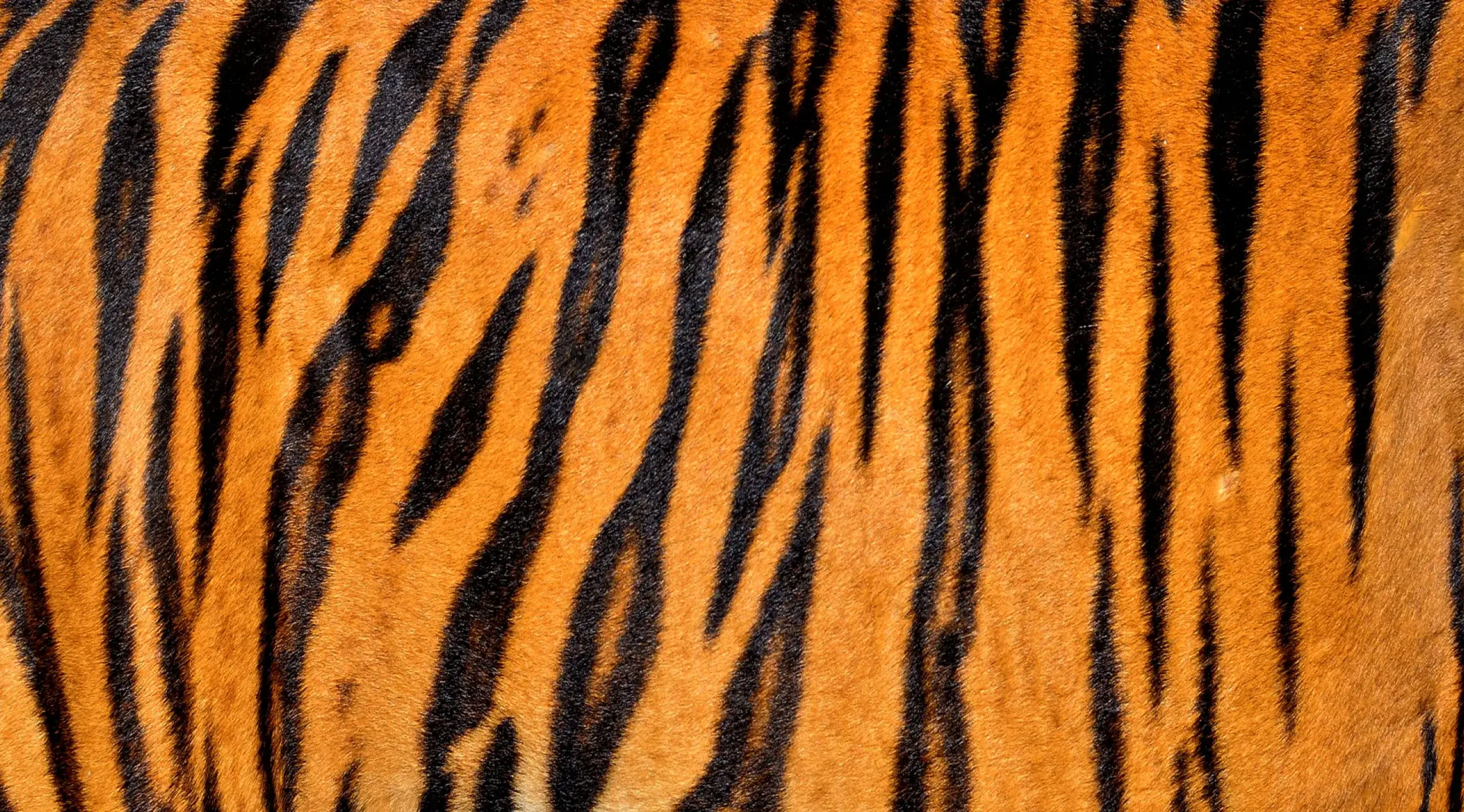 Telltale Stripes